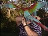 'Macaw Attack' Flash Video Clip