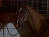 Norman the Horse
