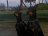 Zeus & Apollo