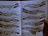 F-4 Phantom II