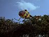 T.C.'s Chopper - Clipping Trees!