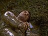 Magnum (Tom Selleck)