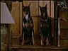 Zeus & Apollo