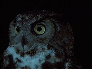 Owl