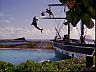 Sea Life Park Dolphin Jump