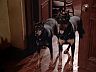 Zeus & Apollo
