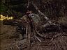 Magnum (Tom Selleck)