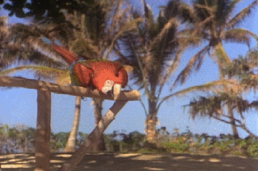 Macaw Attack!
